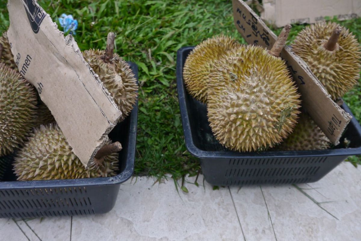King of the Fruits, the dreaded Durian.