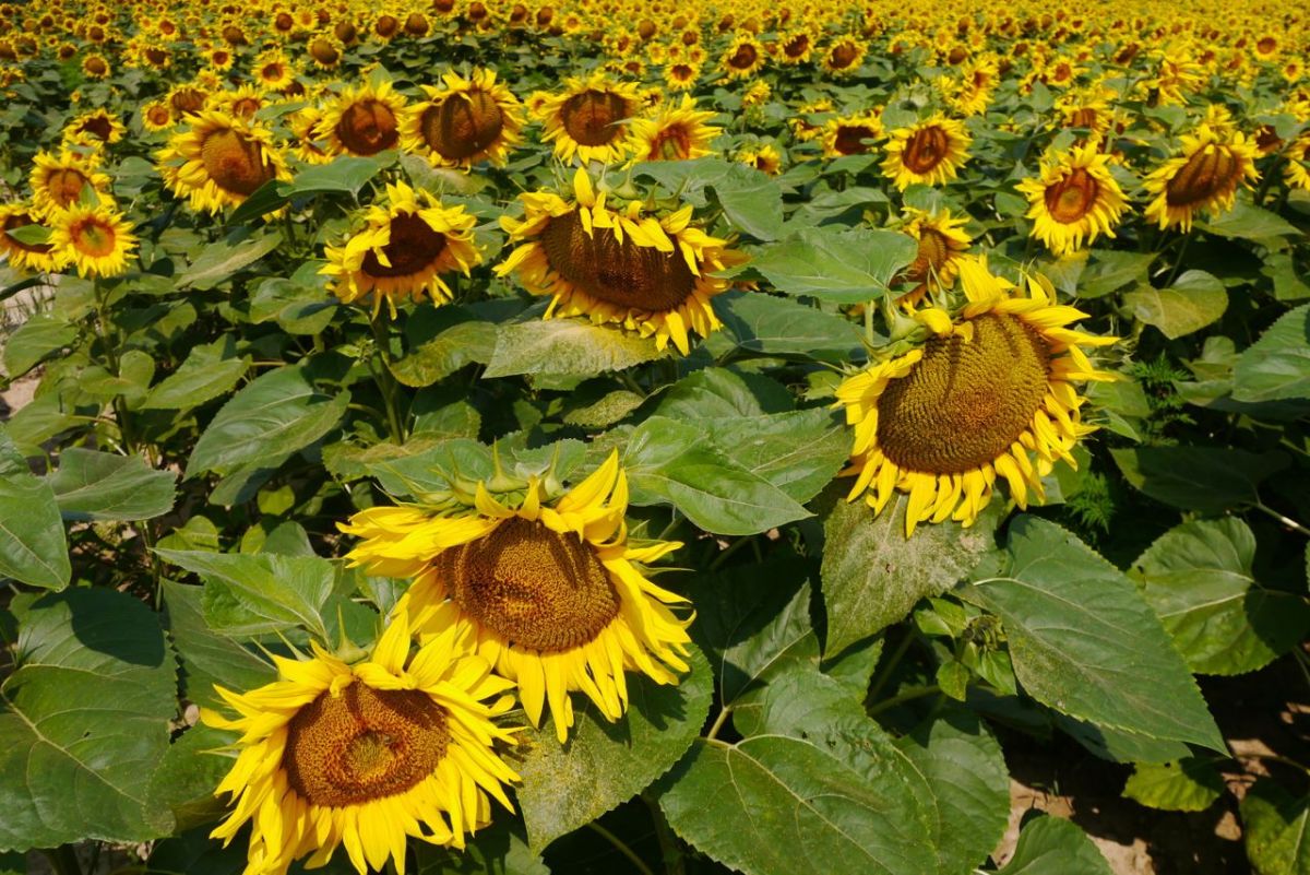 Sunflowers. Big fields in Hungary.