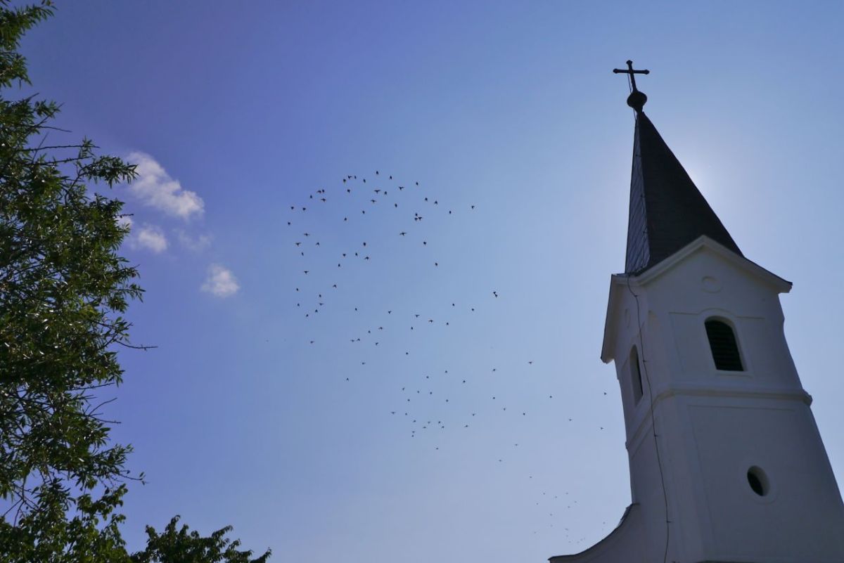 Church Spire and starlings.