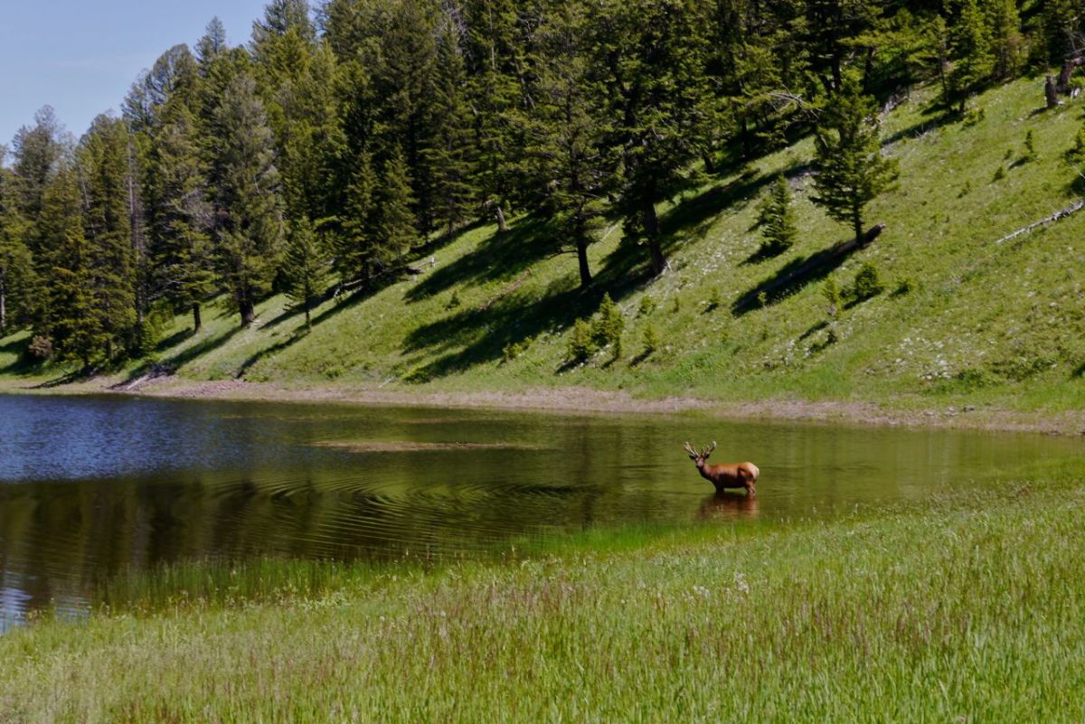 Elk, Yellowstone NP.