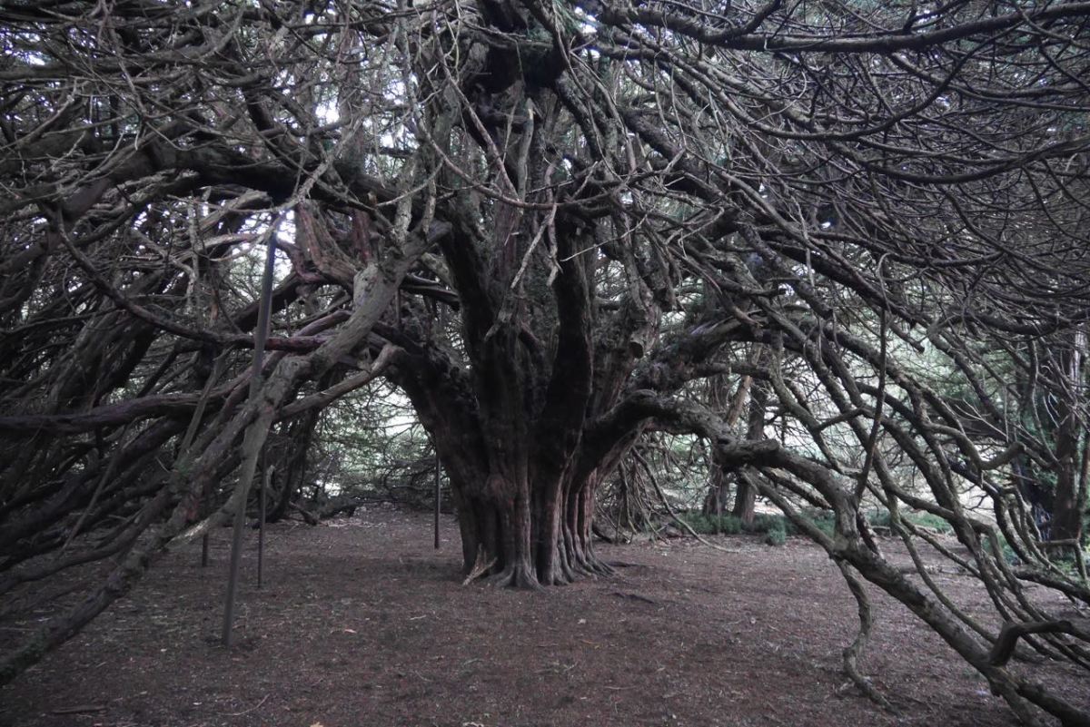 The Ormiston Yew -  1000 years old.