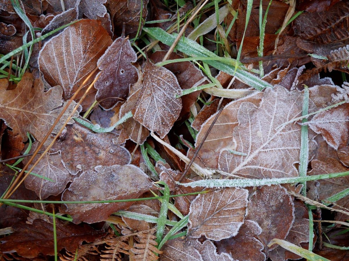 Frost on leafes.